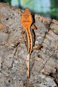 Crested gecko (Correlophus Cilliatus, gecko cu creasta)