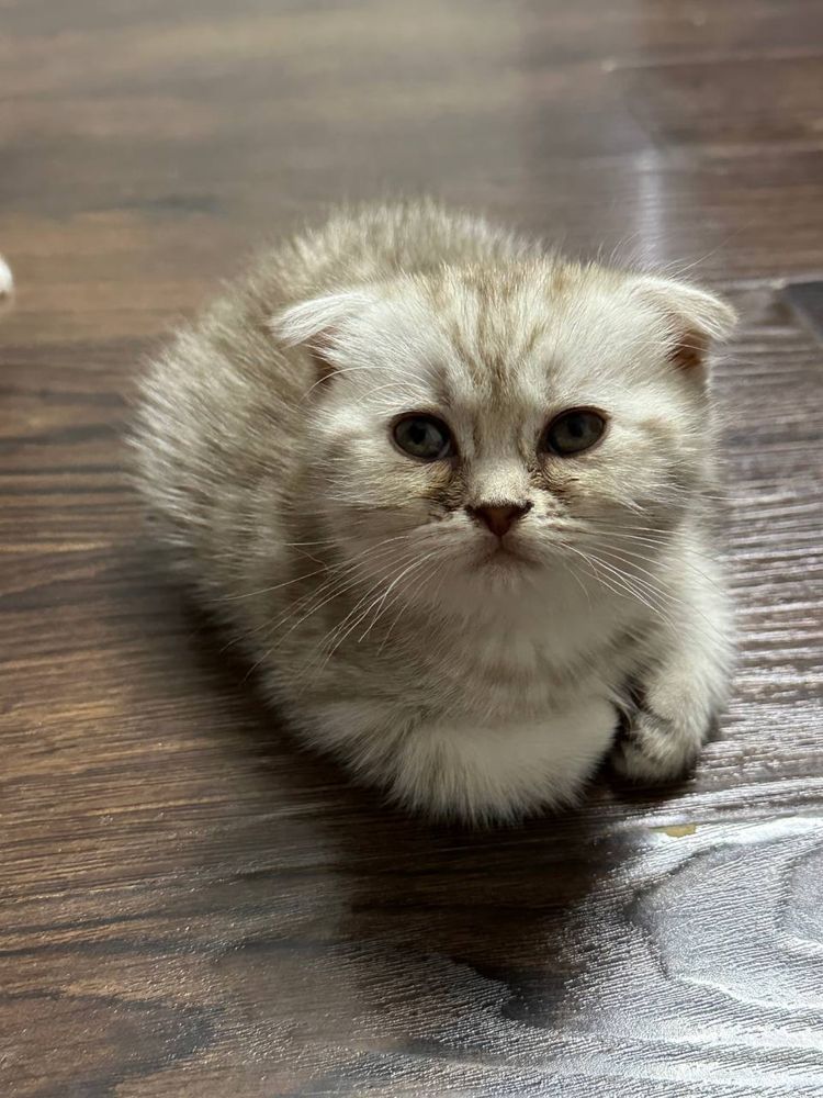 продаютя котята скотиш фолд и страйт