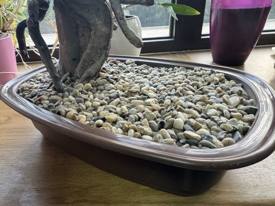 Bonsai / Ficus artificial mare