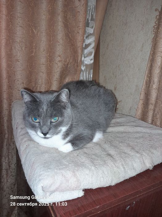 Отдам в добрые руки котика