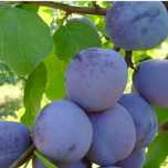 Vand prune pt tuica si de masa