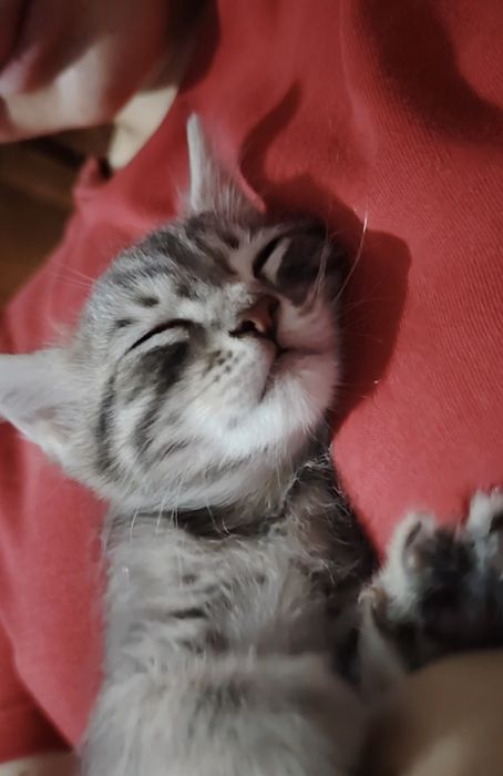 Bepulga beriladi  2 yarm oylik Onasi Scottish Fold Otasi Noma'lum