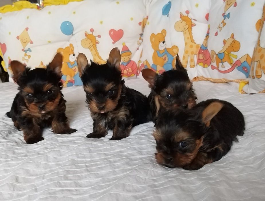 Йоркширски териер