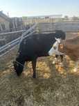 Junici montate 2 buc