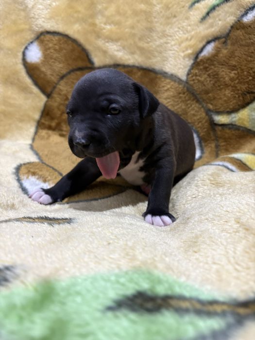 Бронь щенков питбуля