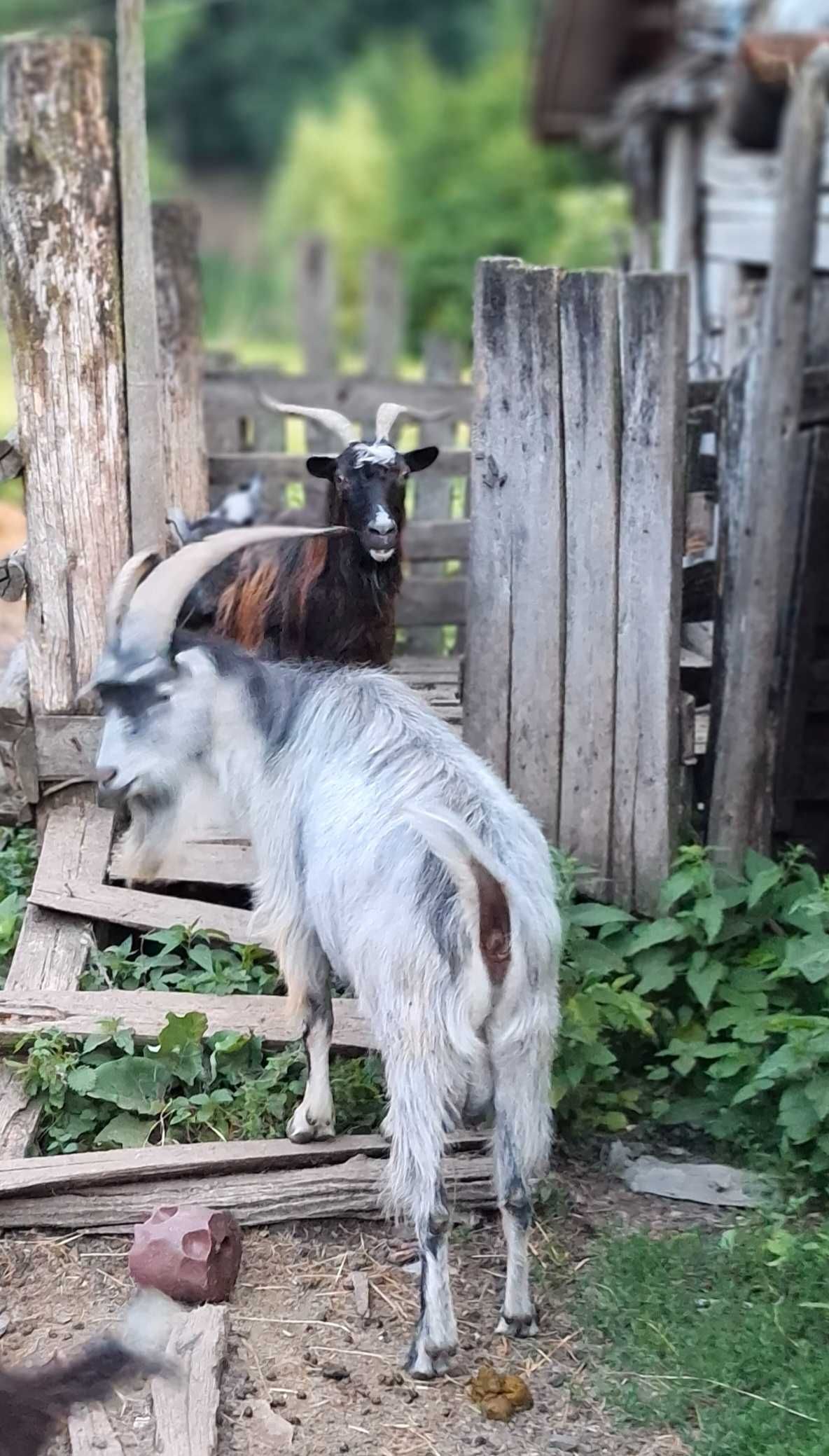 Țap 3 ani de vânzare