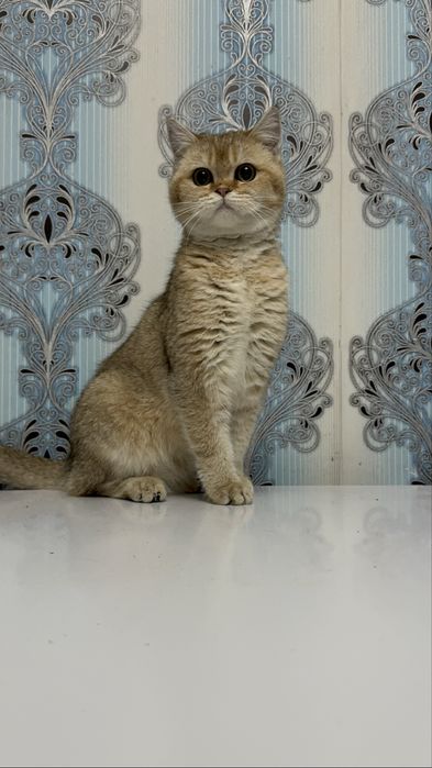 Продается котенок мальчик шиншила золото