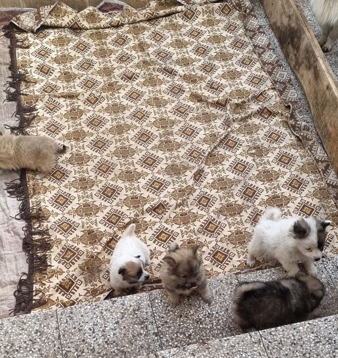 Кученца Немски шпиц!