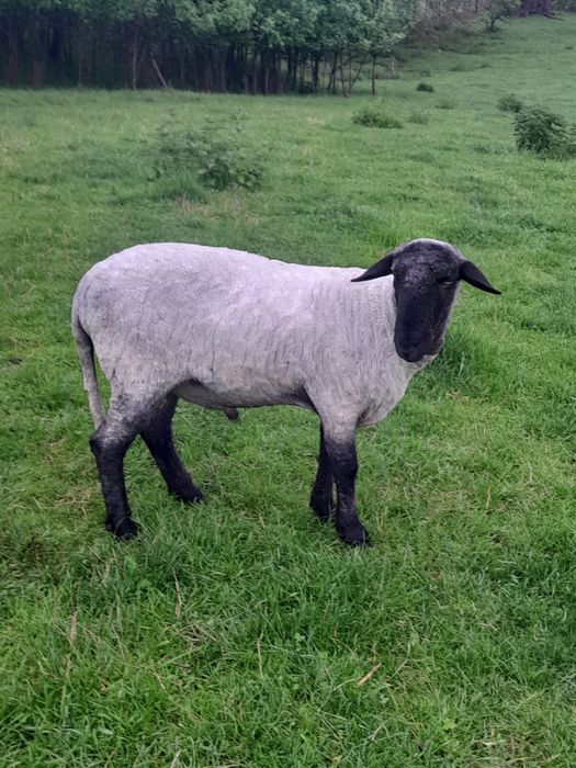 Vând berbec . In toamnă montează prima dată. Preț 1500