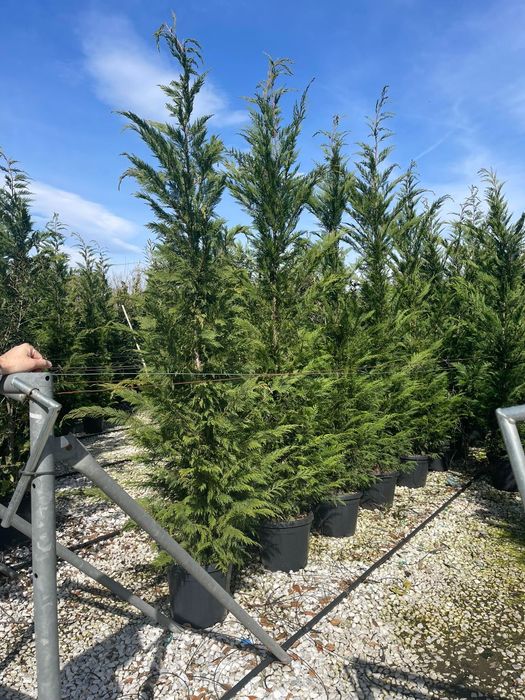 Leylandy calitate extra toate dimensiunile