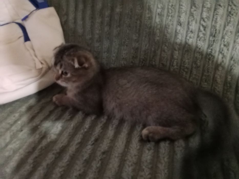 Котята Скоттиш фолд девочки и мальчики