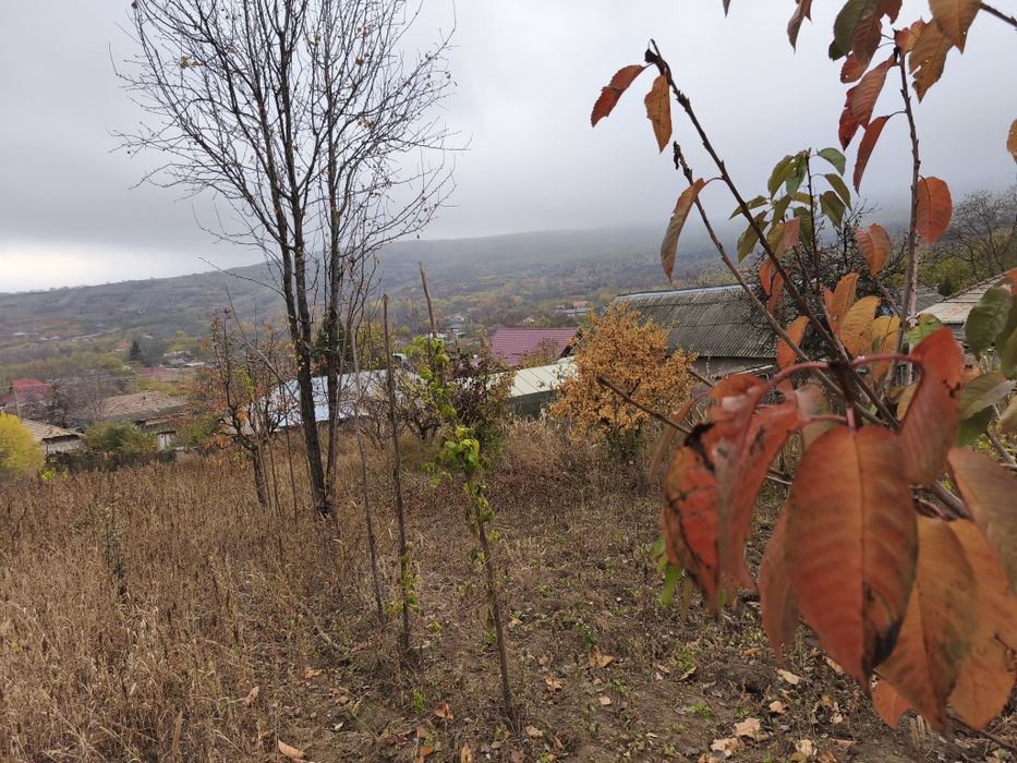Teren intravilan 2517 mp la 29 km de Iasi,drum asfaltat