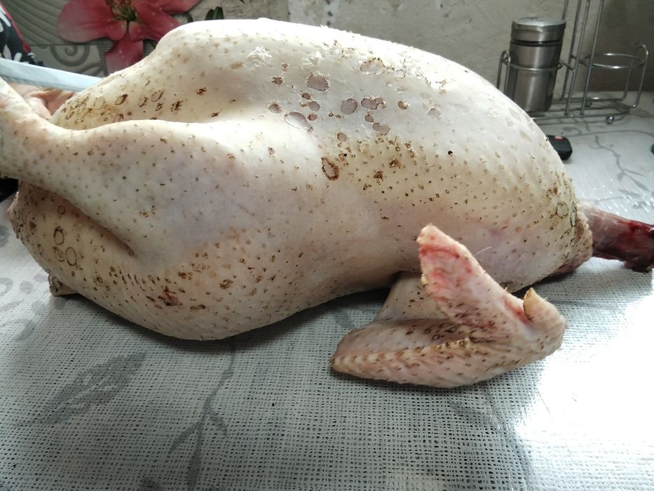 Бролеры домашние