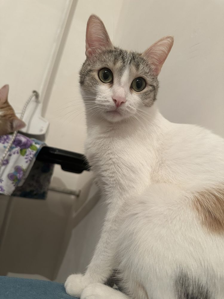 Срочно кошка ищет дом