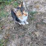Подарявам котенца