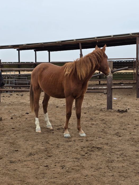 Құнан, ат, жылқы, актау