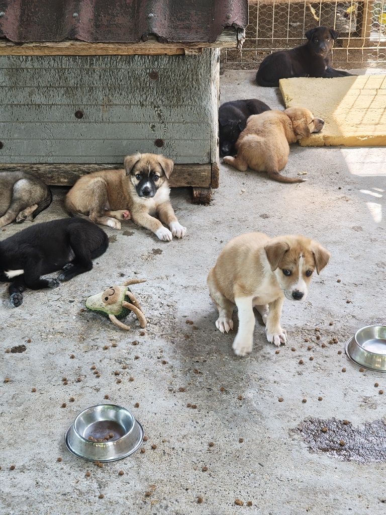 Donez pui de cățel