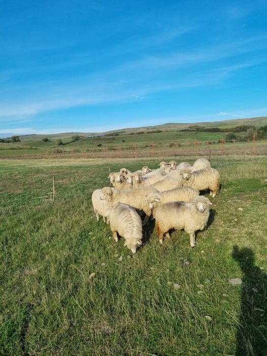 De vânzare Mieluțe