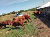 Vind junicii ABERDEEN  ANGUS