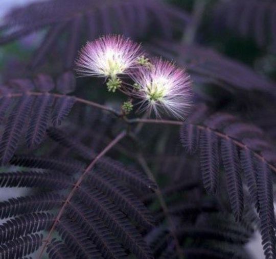 Arborele De Mătase (Albitia )
