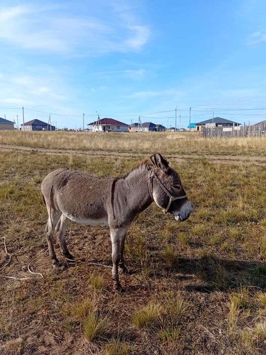 Осёл  ишак серый