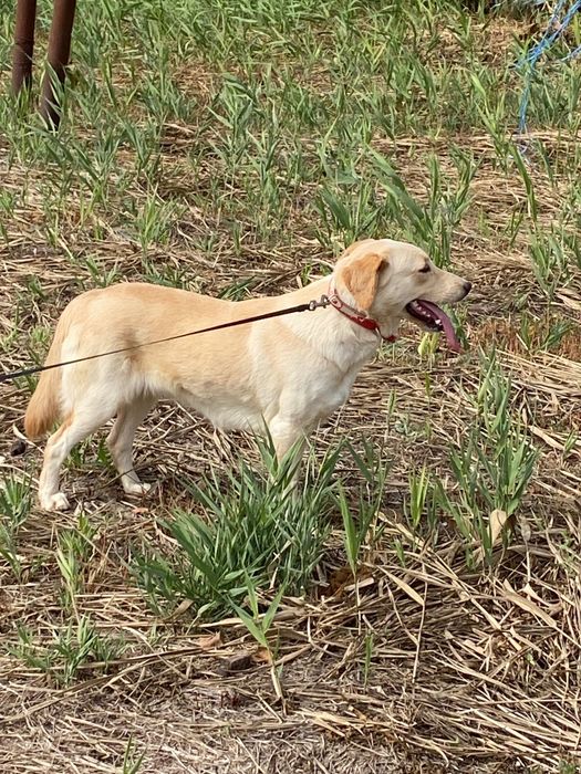 Labrador juniori. 2 femele și un mascul Retriever