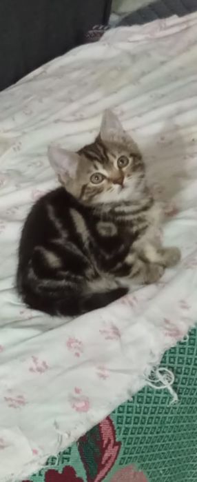 Котёнок 2 ,5 мес