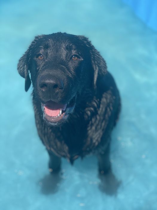 Dau spre adoptie catelusa Labrador Retriever Negru