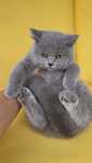 British shorthair ursulet