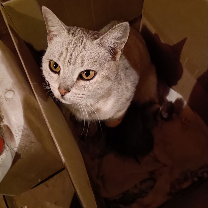 Отдам кошку с котятами