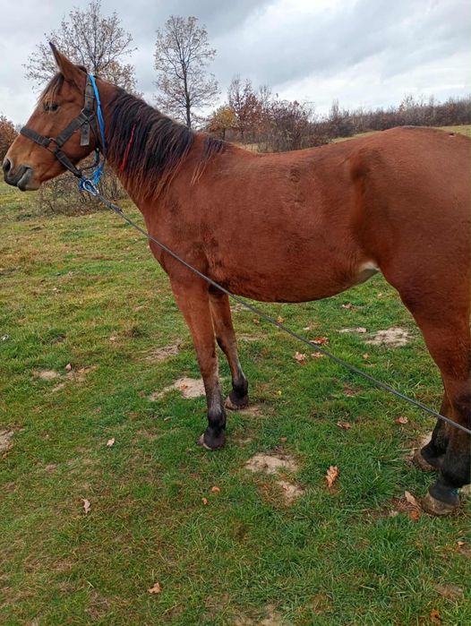 Iapa de vânzare tott