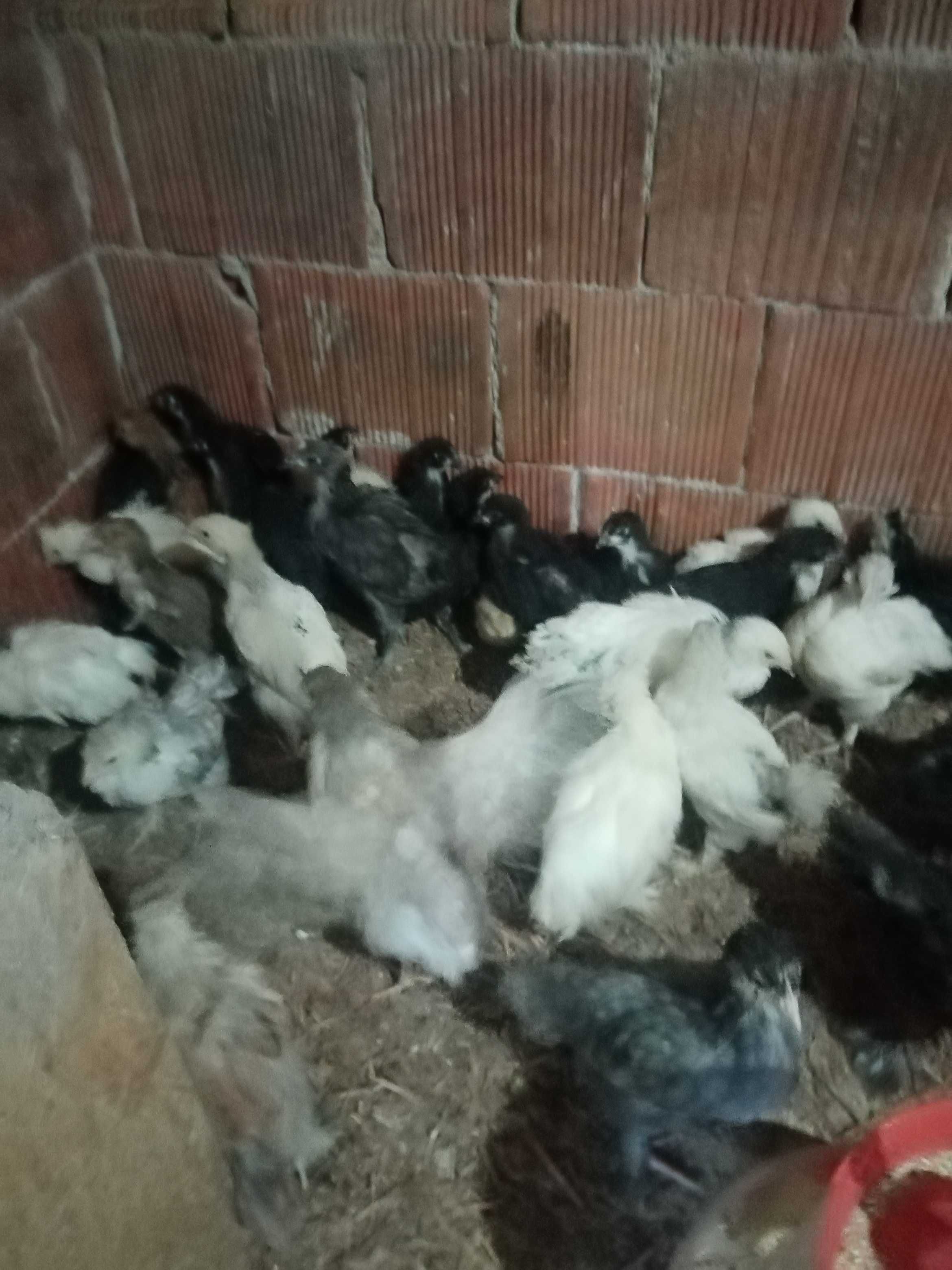 Vând pui de găină