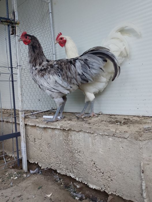 Cocosi australorp