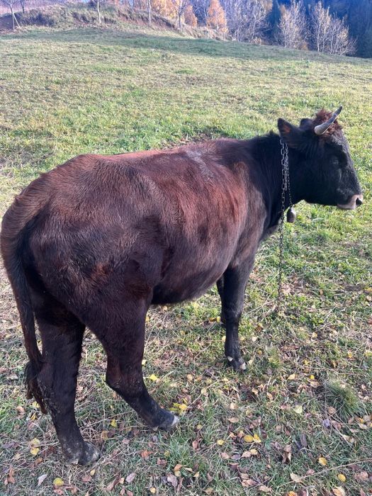 Vând vacă tânară