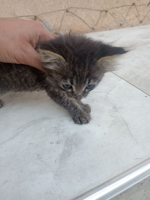 Mushuk bolasi yaxshi qullarga beraman