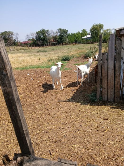 Capre sannen de vanzare.