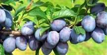 Vand prune pentru tuica si palinca