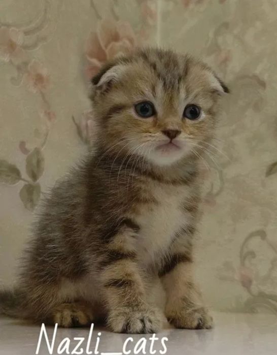 Шотландский вислоухий мальчик