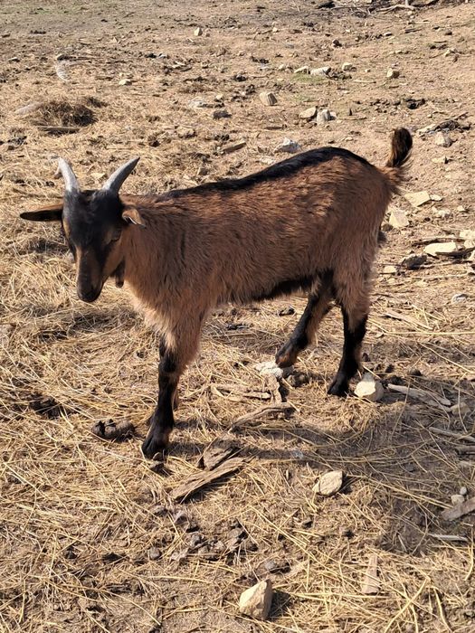 Țap Metiș Alpin de 2 luni