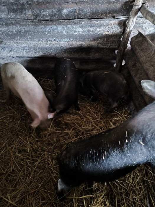 Продавам малки прасенца