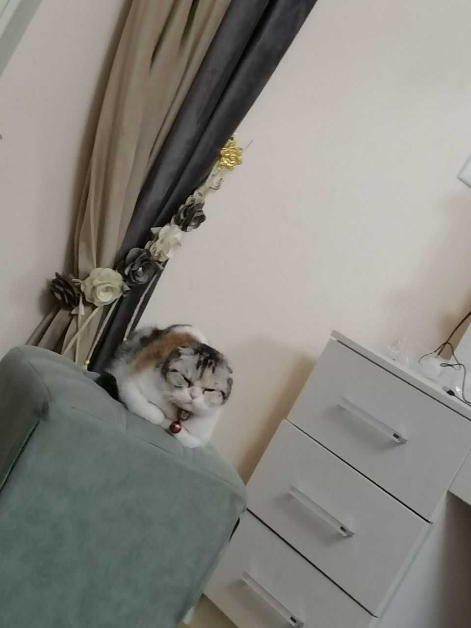 Шотландские выслоухи