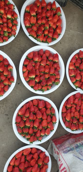 Koreyskiy Kinsberri shirin qulupnay(клубника)