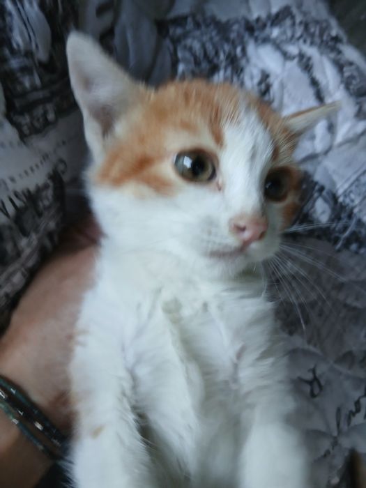 Млад и зелен търси дом