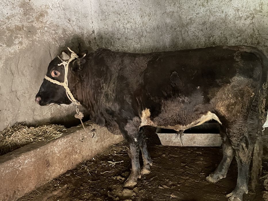 Boqilgan buqalar sotiladi Sroshna Pastdargomda