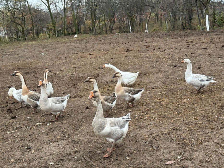 Vand gaste americane si românești