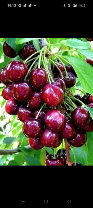 Pomi Fructiferi clasici și columnari