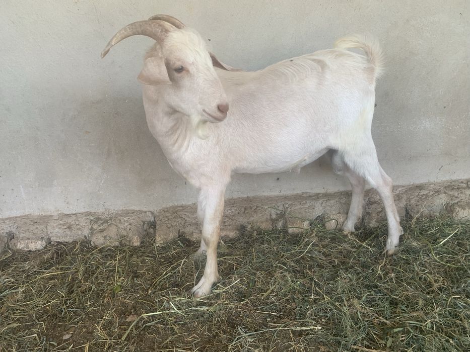 Зайненскйй Теке  7 айлық . Ірі Тұқым