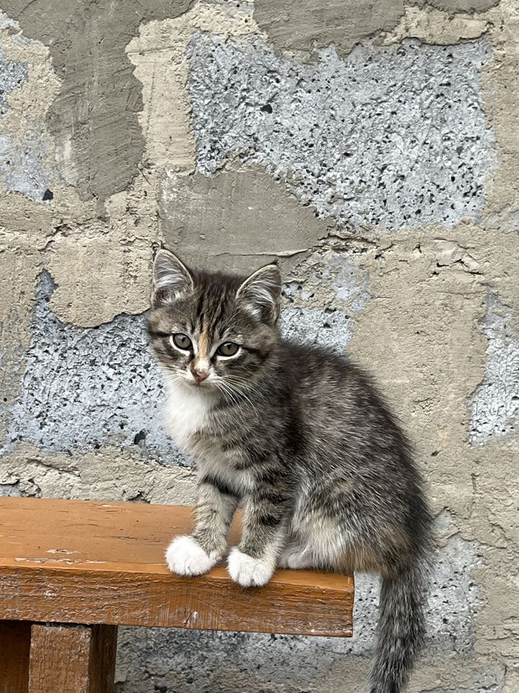 Котенок в добрые руки