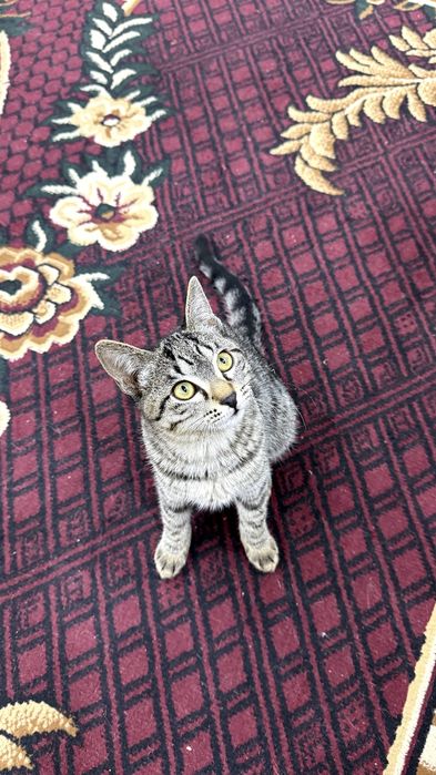 Котенок. Мушукча