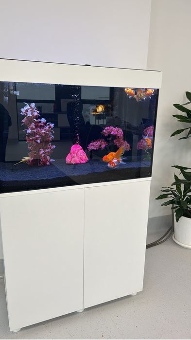 Acvariu Complete with Fish